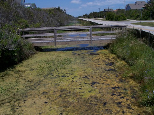 algal blooms can be caused by increased amounts of of nutrients such as nitrogen, phosphorus and potassium in water.
