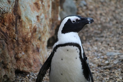 Many animals such as penguins are at risk due to over fishing of the oceans. 