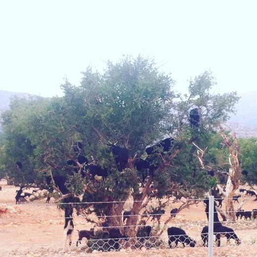 A multitude of goats climb the argan trees in search of a meal. 
