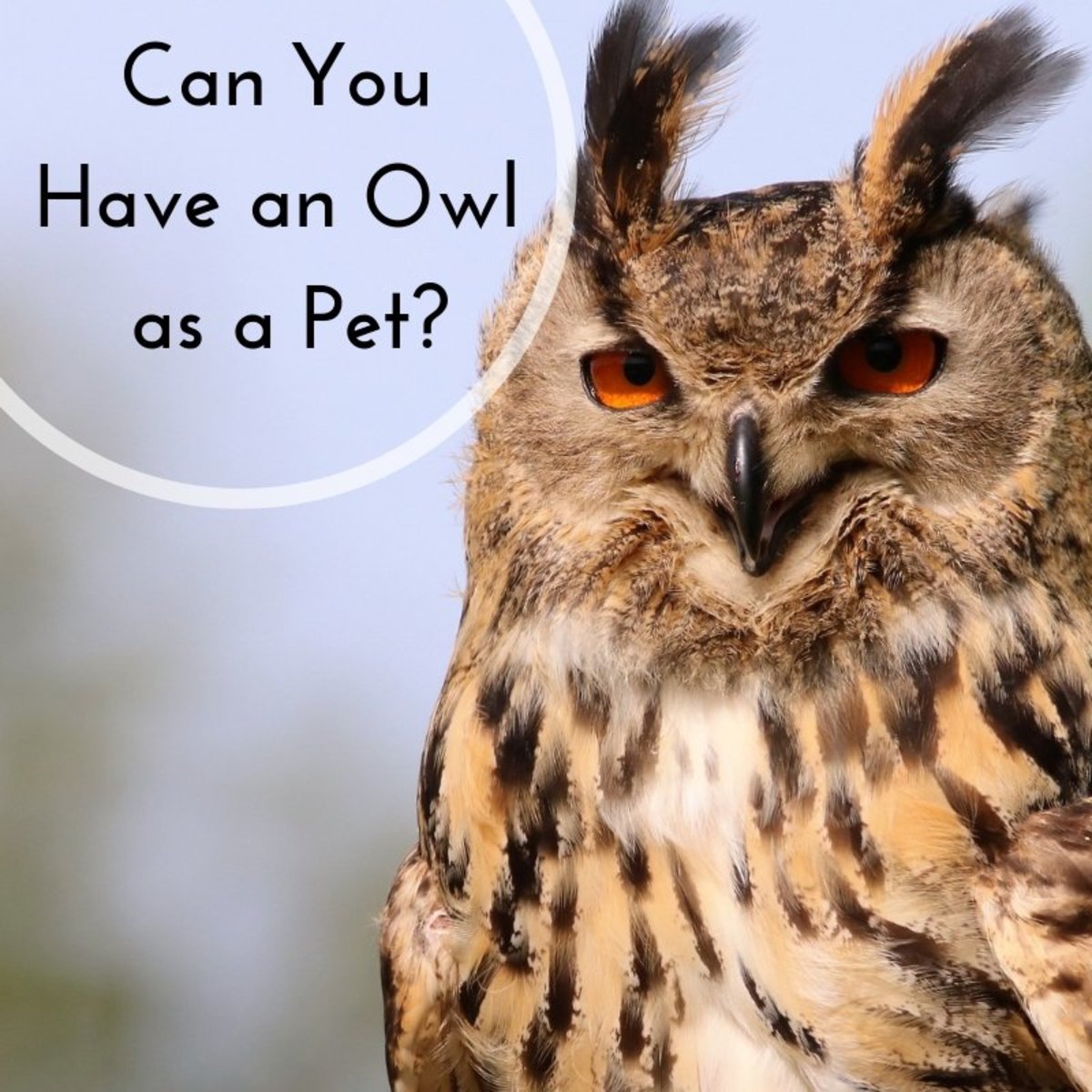 can-you-adopt-an-owl-as-a-pet-petswall