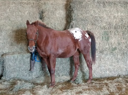This is Rae, ironically standing in front of hay which she can no longer eat.