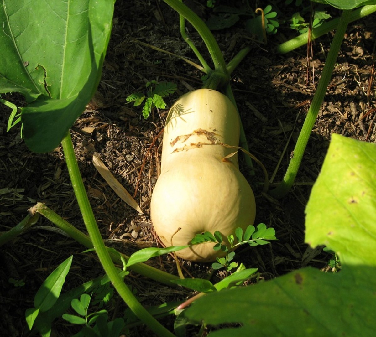This butternut needs to ripen some more. The skin is a little too light in color.