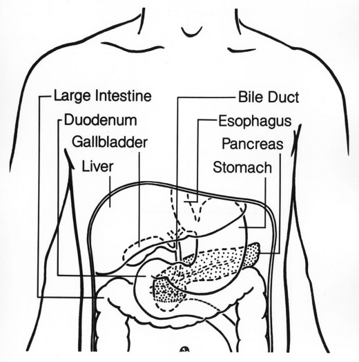 Human Digestive System highlights.