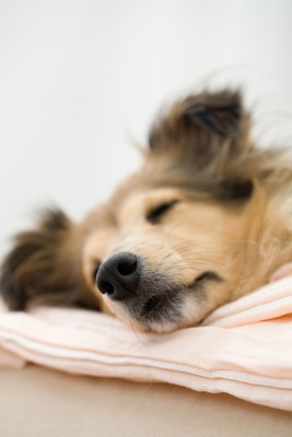 Sweet Dreams!