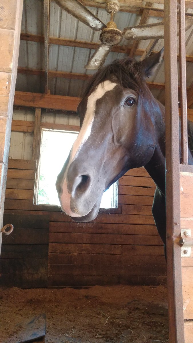 Zoe's grumpy face! Her normal opinion of me or anyone else coming in her stall.