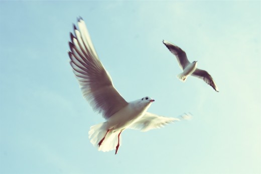 A faster shutter speed will allow you to freeze brids mid-flight