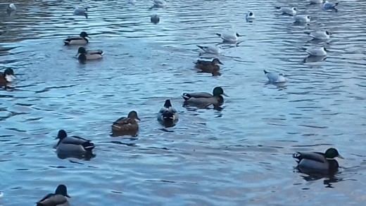A typical scene from Elmdon Park Lake with Mallards and Black-headed Gulls being the most common birds.