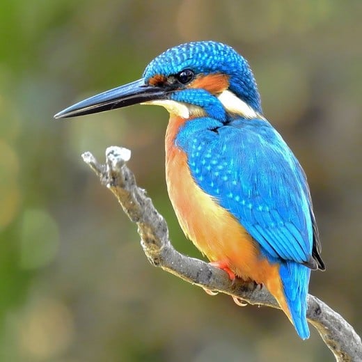 A photo of a Common Kingfisher similar to the one I saw along Hatchford Brook during the all day bird race.