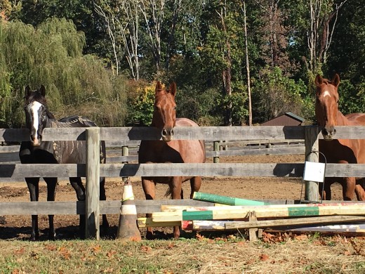 That's Marley on the right. He lives in the mares field, he does much  better turned out with them than the geldings. He gets all the girls to himself.