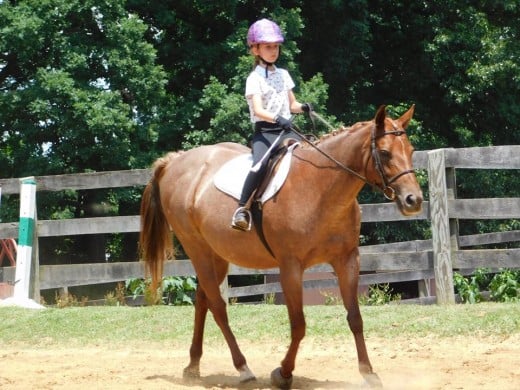 Lessons From Lesson Horses- Chapter 2 | HubPages