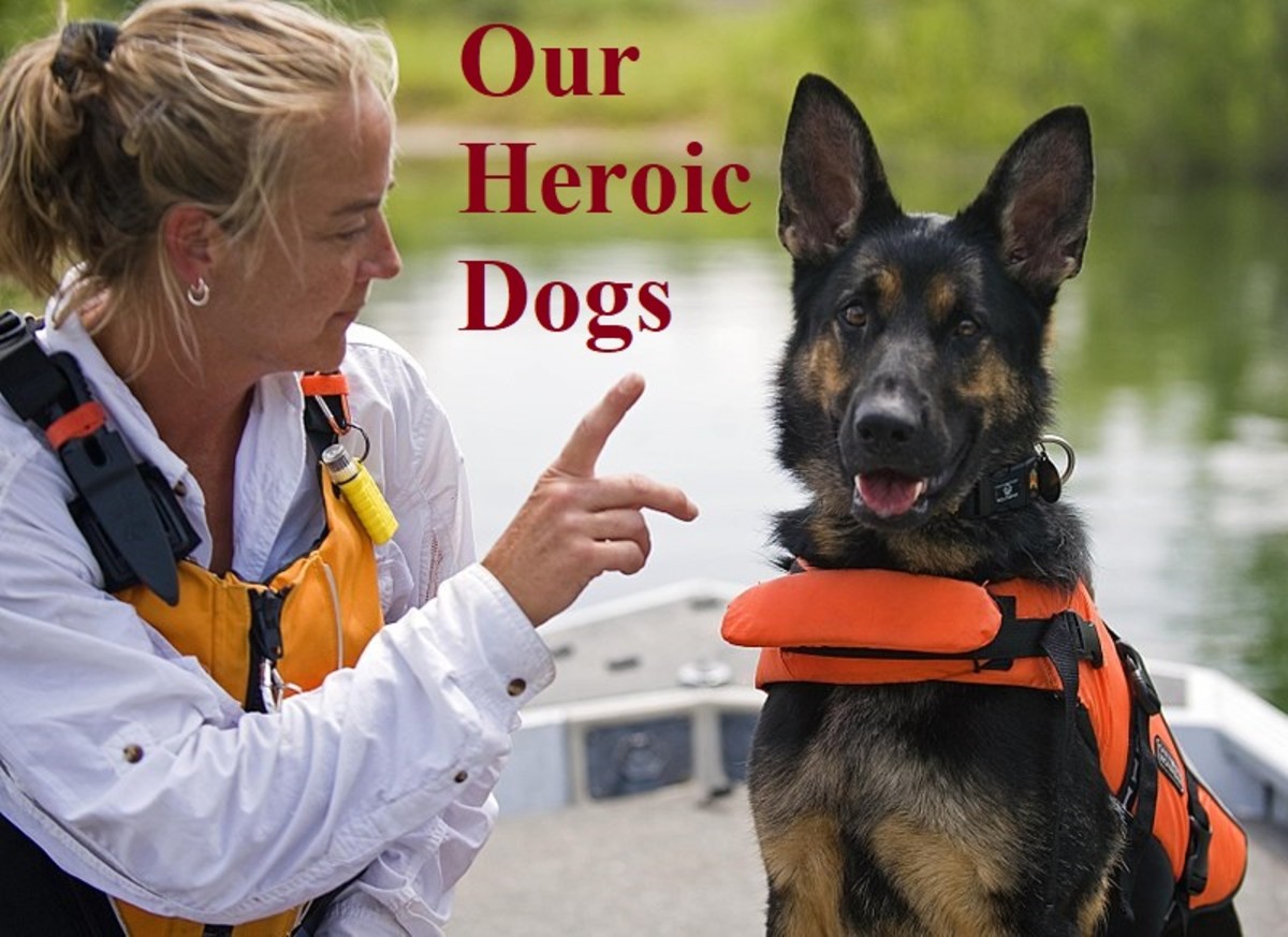 Dogs That Save Lives Facts About SearchandRescue Dogs