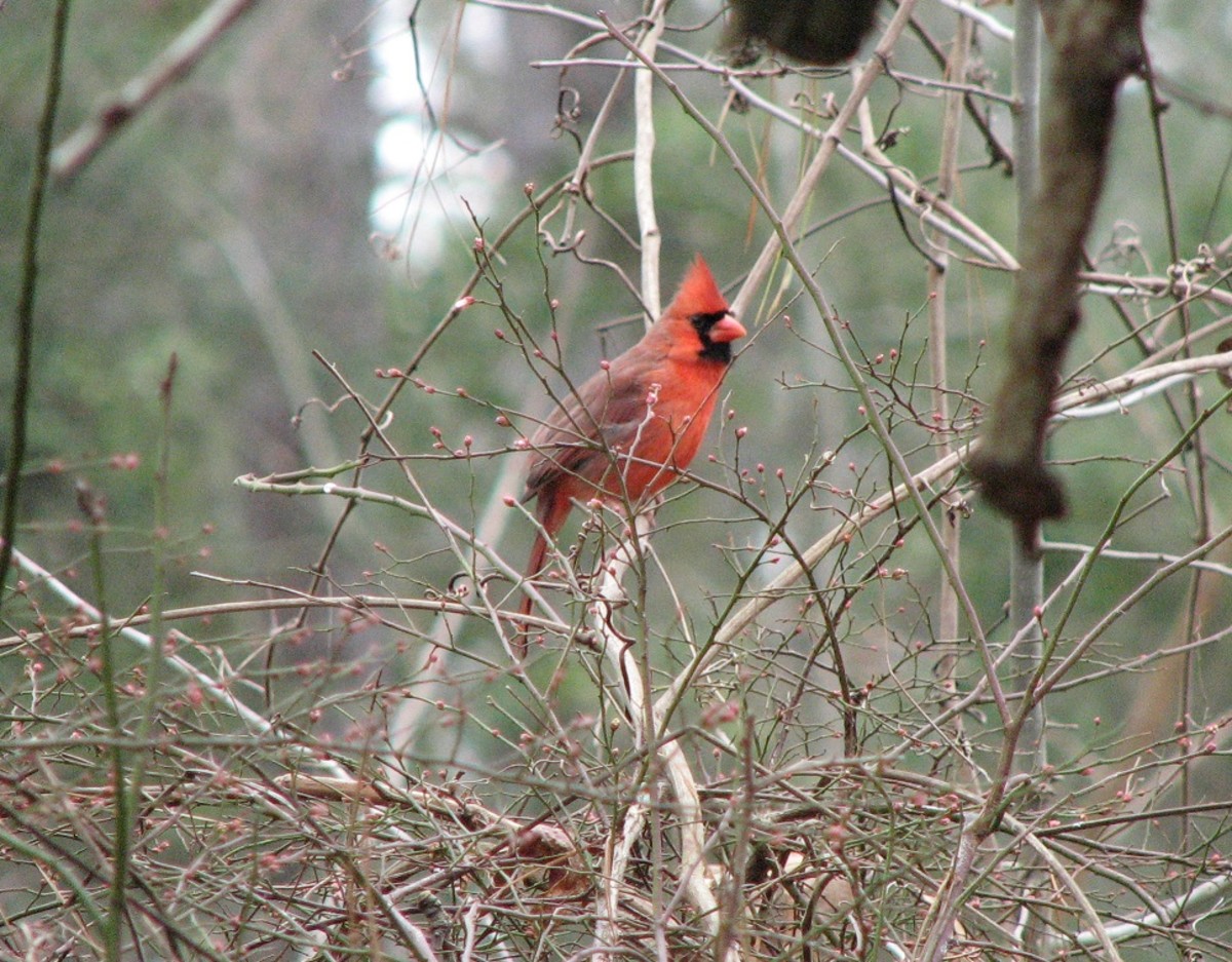 In late winter a male cardinal perches in a wild blueberry bush. In spring the bush will provide food for all.