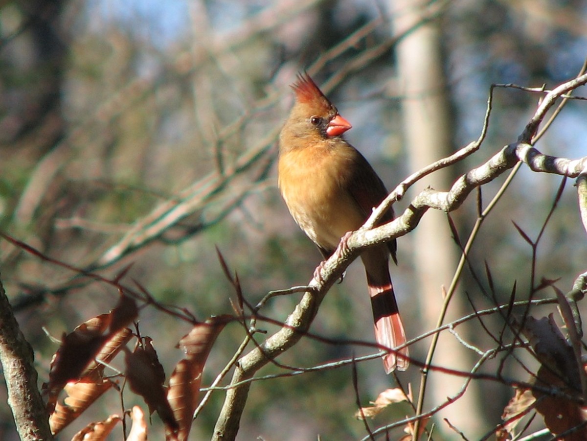 A female cardinal braves the winter wind.