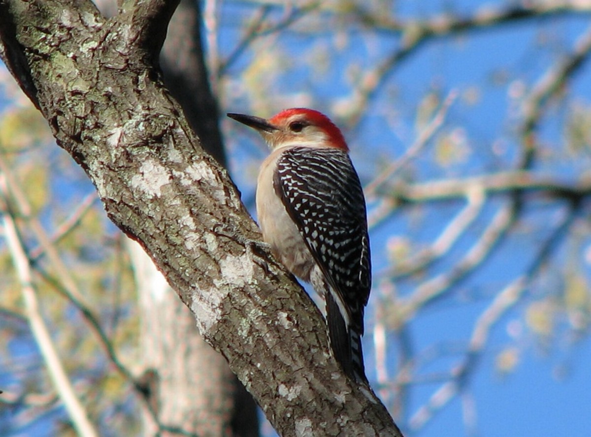Red-bellied woodpeckers are year-round permanent residents.