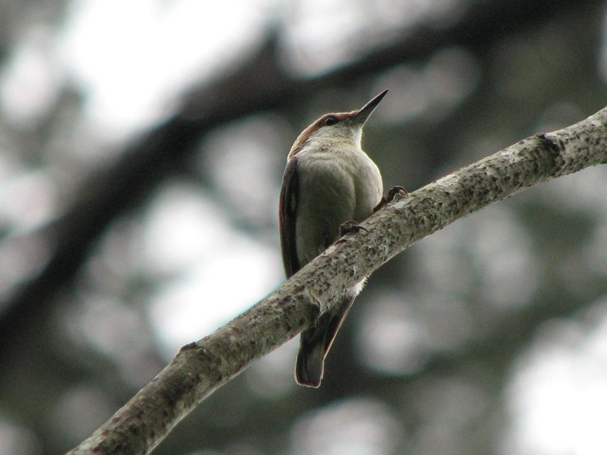 Brown headed nuthatches live in the pine forests of the Southeastern U.S.