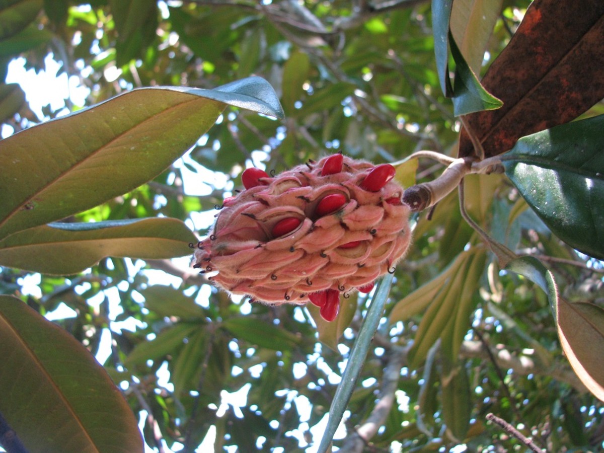 The seeds of the Southern Magnolia are eaten by many species of birds.