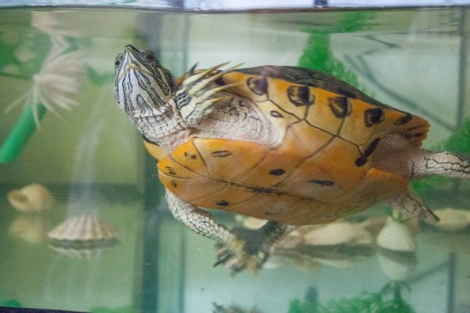 Pet Turtle Aquarium