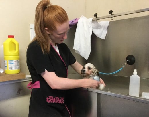 Courtnery bathing a puppy