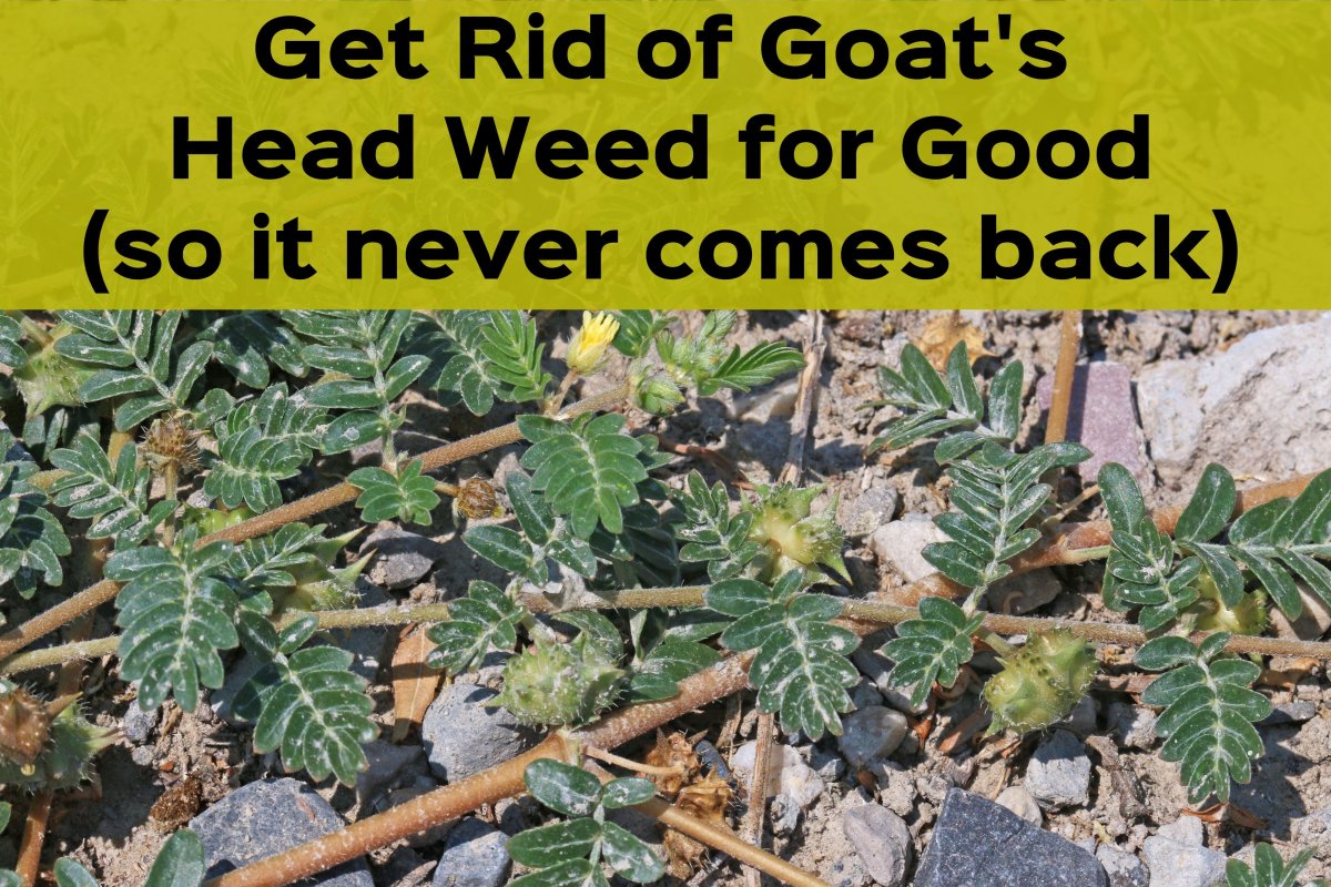 How to Get Rid of Goat's Head Weeds