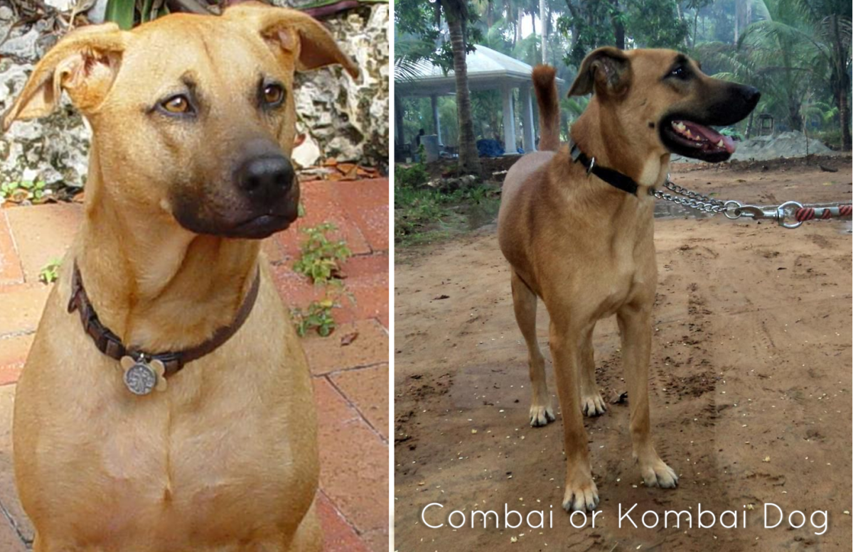 Kombai or Combai Dog