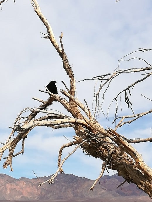 Death Valley National Park Bird