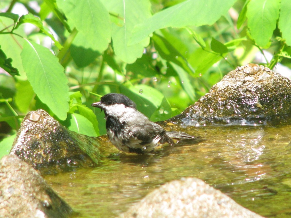 Chickadees love to bathe in shallow water.
