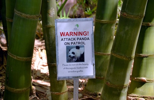 Bamboo Garden: Marie Selby Botanical Gardens 