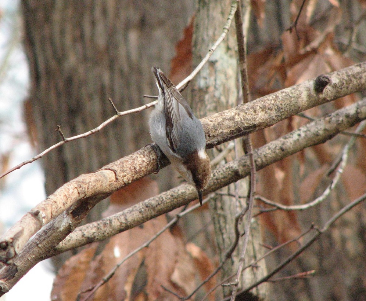 Brown headed nuthatches move along branches searching for insects and seeds. These little birds can get into the oddest positions as they hunt for food. I took these photos in an American beech tree near a sunflower seed feeder by our house.