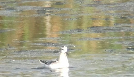 A picture of one of the 1st-winter Grey (Red) Phalaropes at Napton Reservoir. Photo source: James Kenny