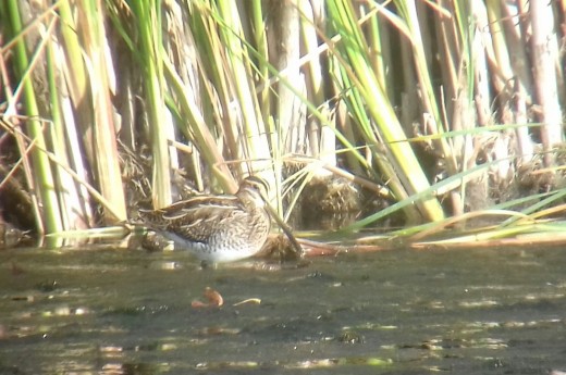 Rarity Alert: Grey Phalarope at Napton Reservoir, Warwickshire 21/09 ...