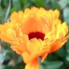 hanzalablog profile image