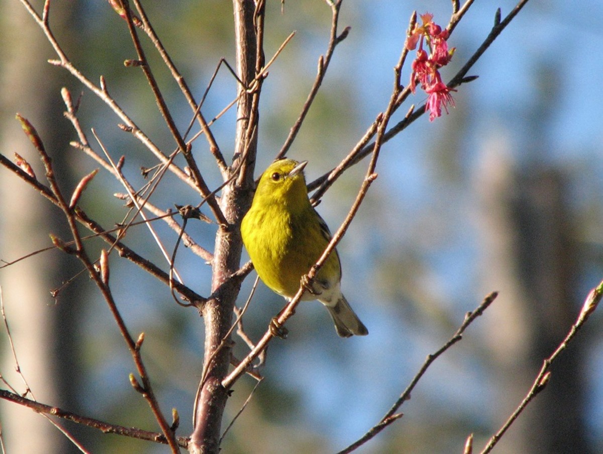 Pine Warblers of the Forests