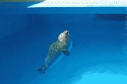 Zoomarine, Near Albufeira, the Algarve, Portugal