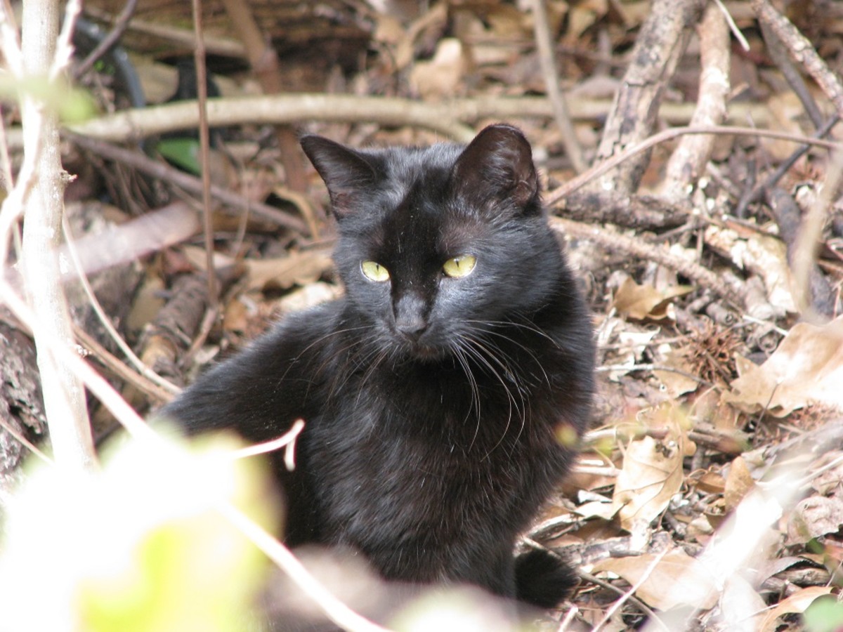 Pepper the Black Cat - Katrina Survivor to Forever Home