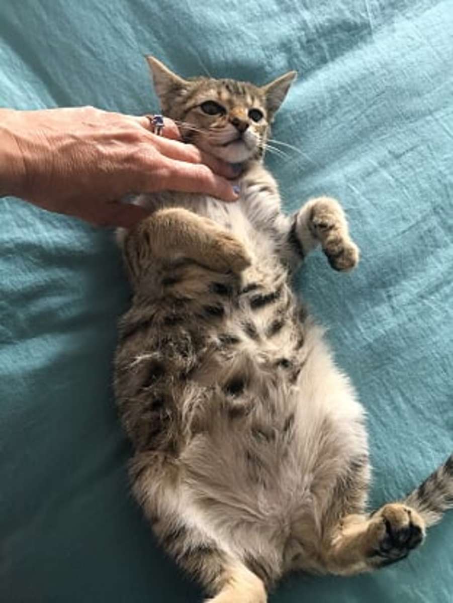 Savannah Cat Luna's Remarkable Cure From Deadly FIP With EVO984