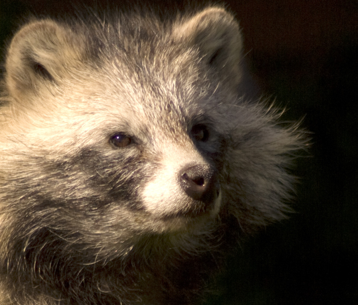 Can You Own a Raccoon Dog as a Pet? PetHelpful