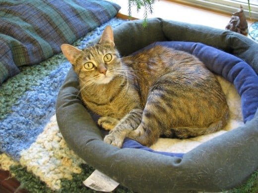 Round beds with sides (the higher the better) are the cat's meow!