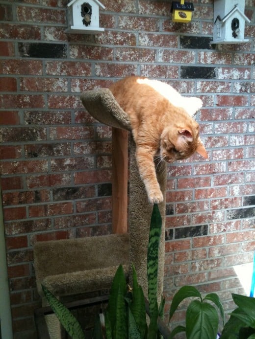 Here is Dax, hogging the cat tree again. He's not supposed to play with the plants either, but he does.