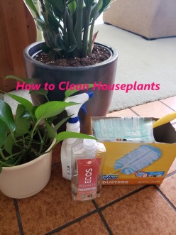 Safest Way to Clean Houseplants