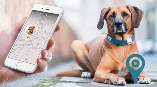 Pebbel GPS locator, Dog collar