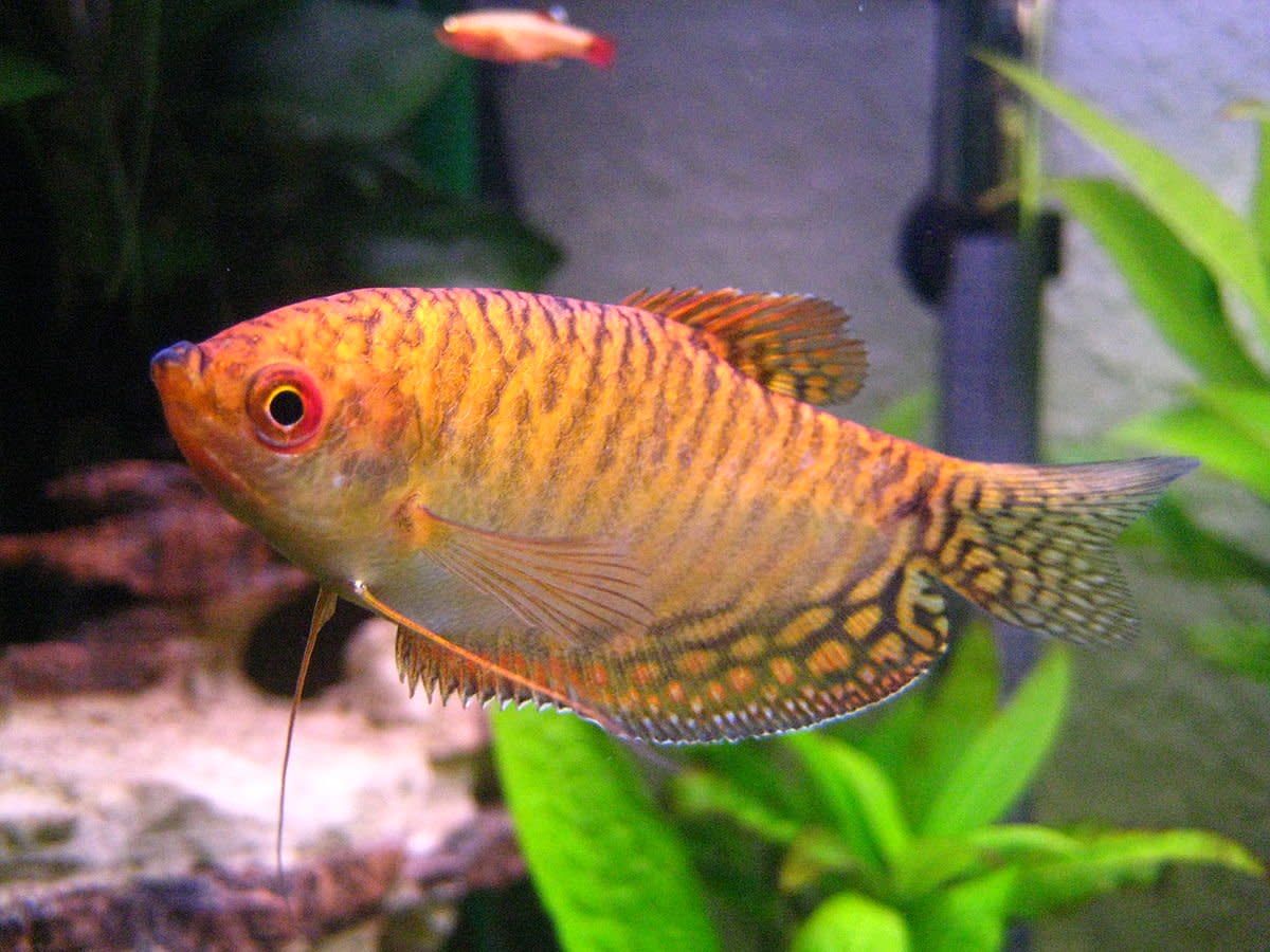A single dwarf gourami is a good fish for a small tank.