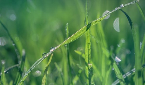 Close up of dewy green grass