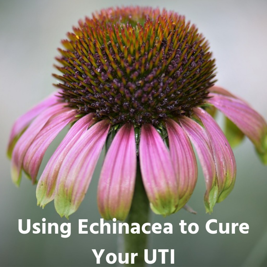 How to Cure a Urinary Tract Infection (UTI) With Echinacea RemedyGrove