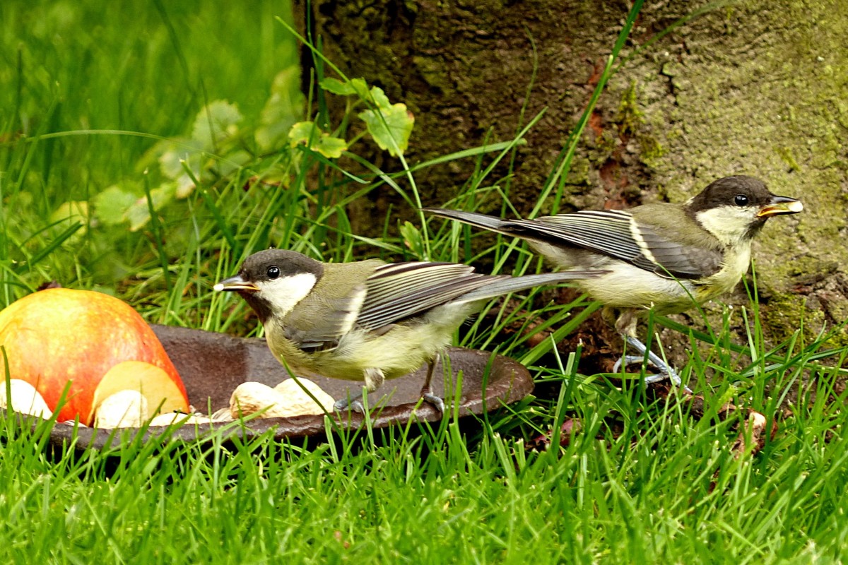 Facts and Information on the Great Tit