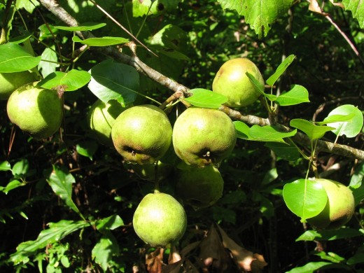 A fruit tree, such as this pear makes a lovely sustainable gift.