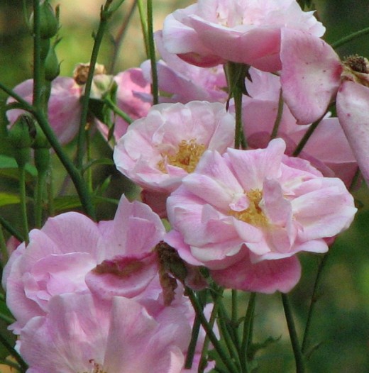 Heirloom roses such as this Noisette Pink Blush make the best gifts. Ones that can be passed down for generations.