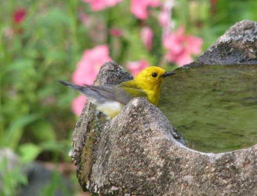 Prothonotary warbler numbers are decreasing due in part to destruction of the wetland habitat that they nest in. By providing houses and water features, you can help increase local populations of this beautiful small bird. 