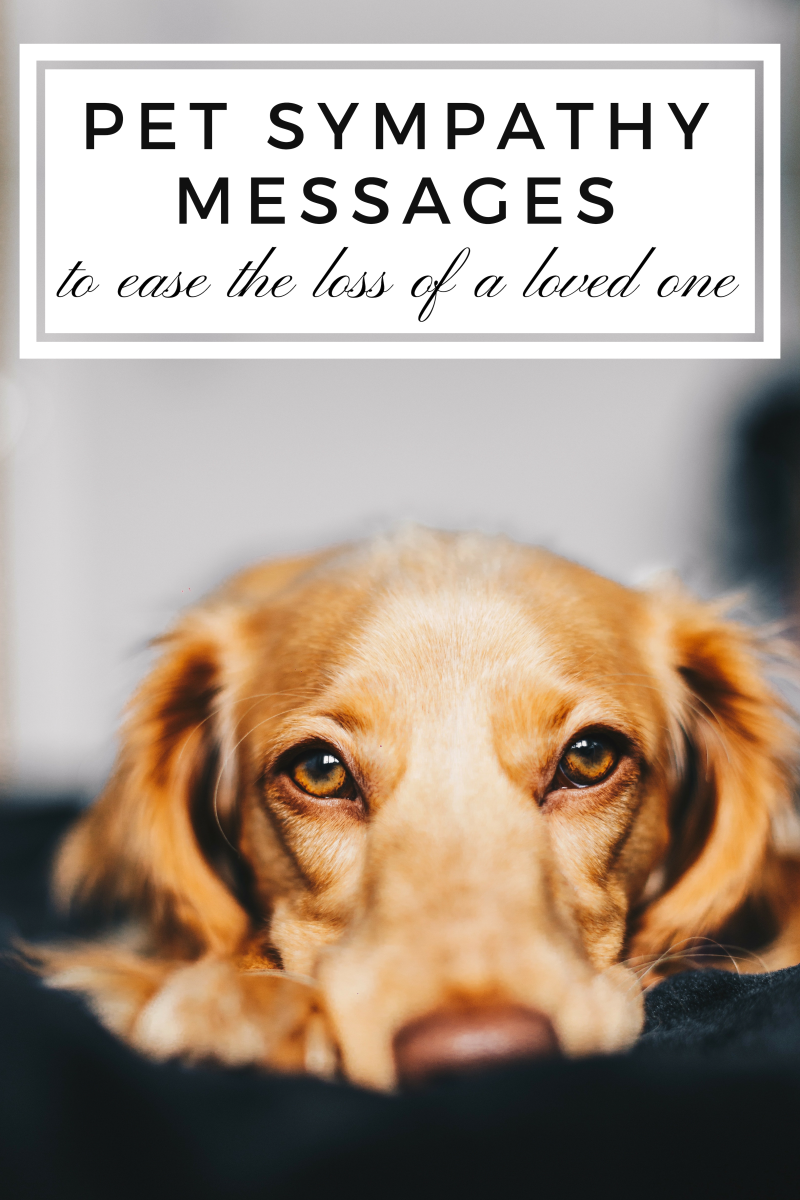 Sympathy Messages for the Loss of a Pet | PetHelpful