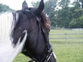 Ready Freddy & I - Photo Critique
