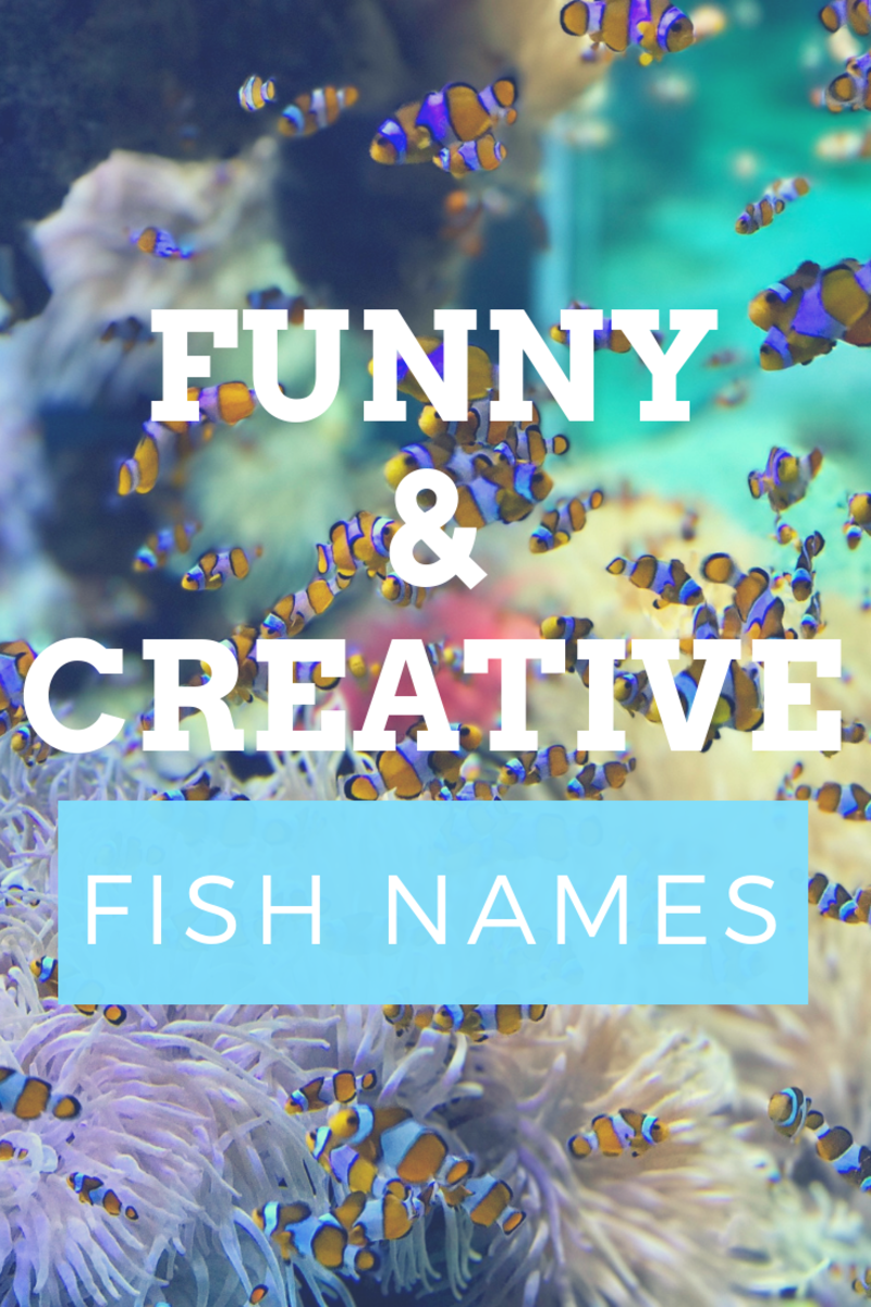 300 Funny And Clever Fish Names Pethelpful